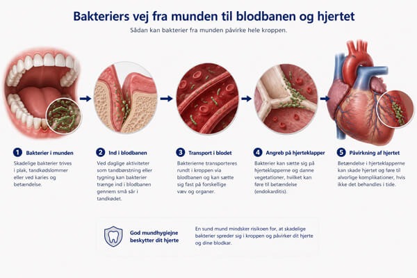 Bakteriernes vej