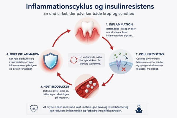 Inflamation cyklus