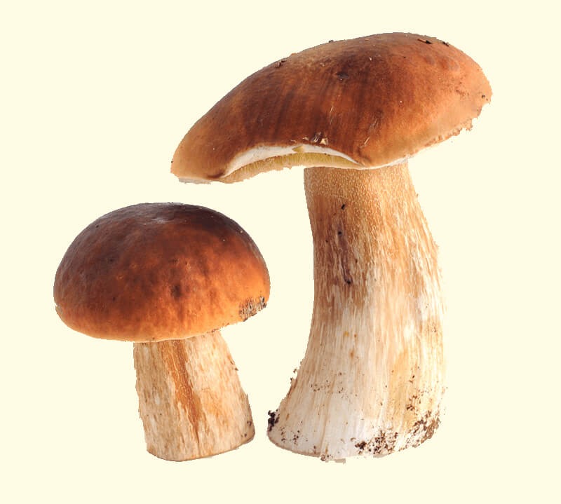 Billede af to champignoner der symboliserer svamp i munden og på tungen.